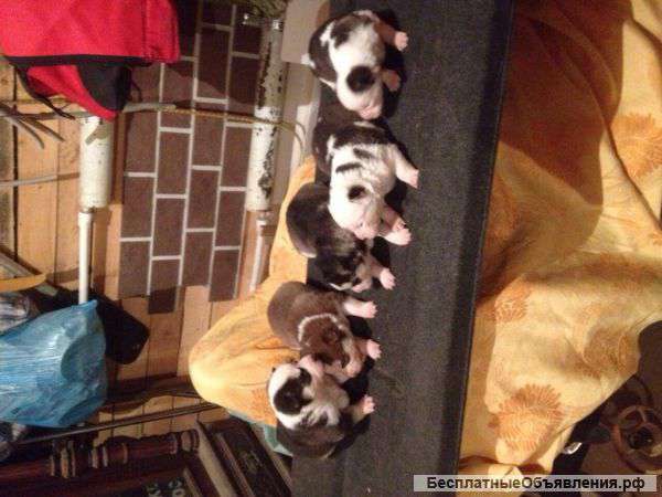 Сибирские хаски