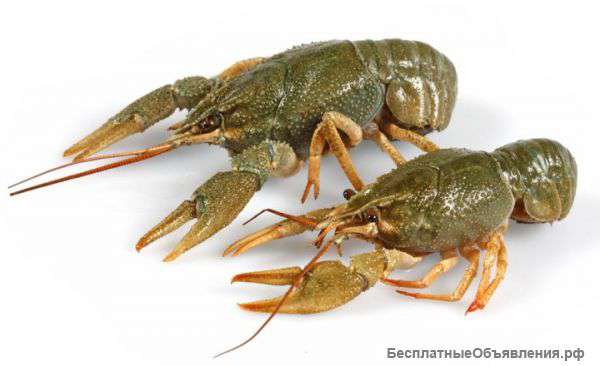 Живые раки с доставкой по России