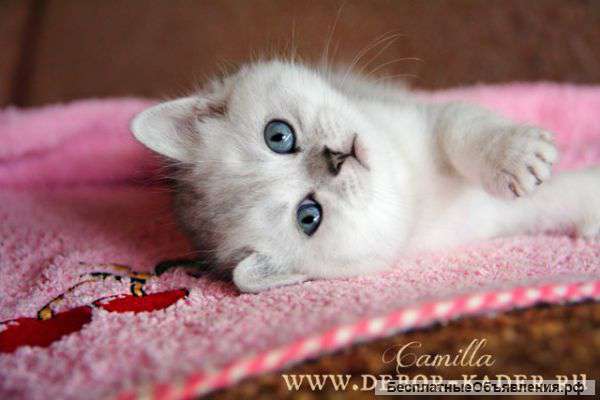 Камилла-серебристая кошечка