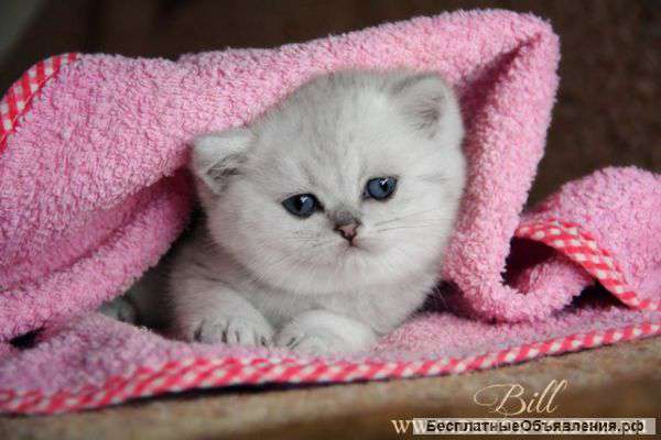 Драгоценные котята