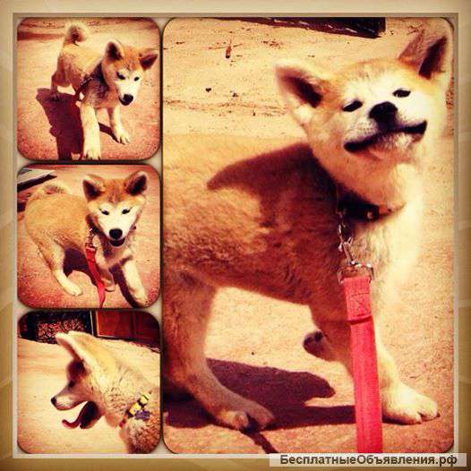 Щенка акита 4 месяца