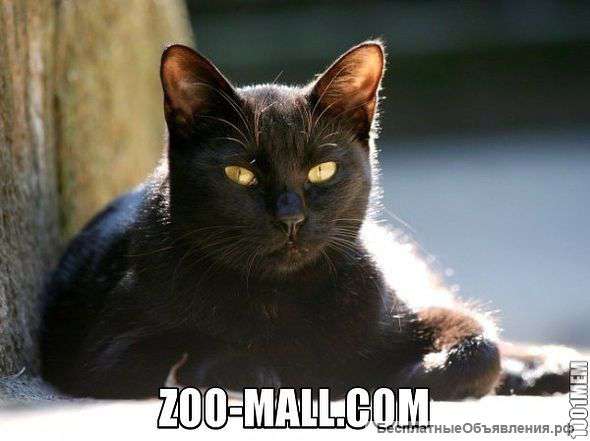 Товары для животных