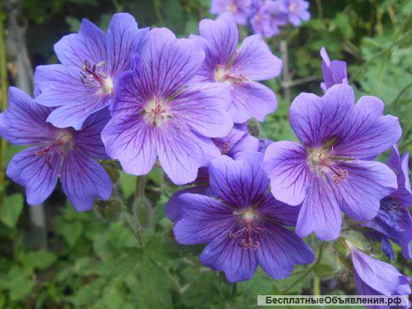 Садовые многолетники