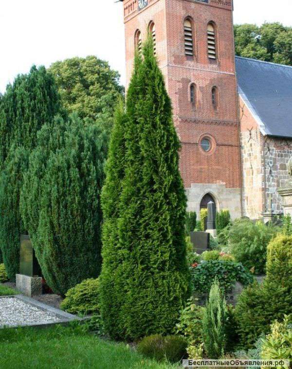 Декоративные растения оптом