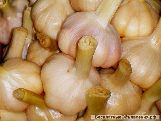 Соленья оптом