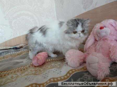 КошкаОлимпия девочка