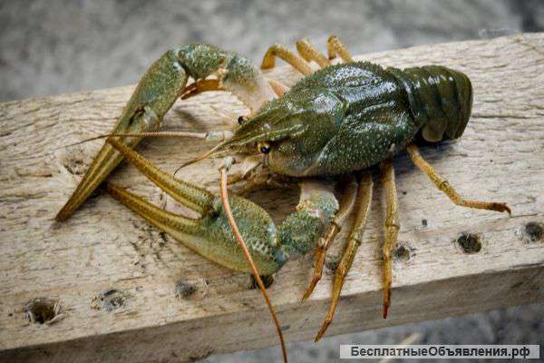 Свежие раки