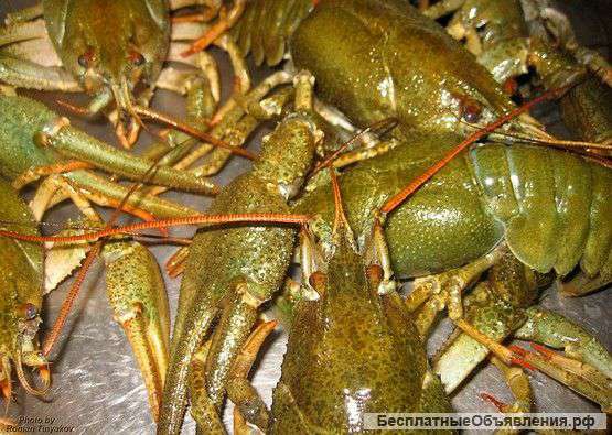 Отборные раки