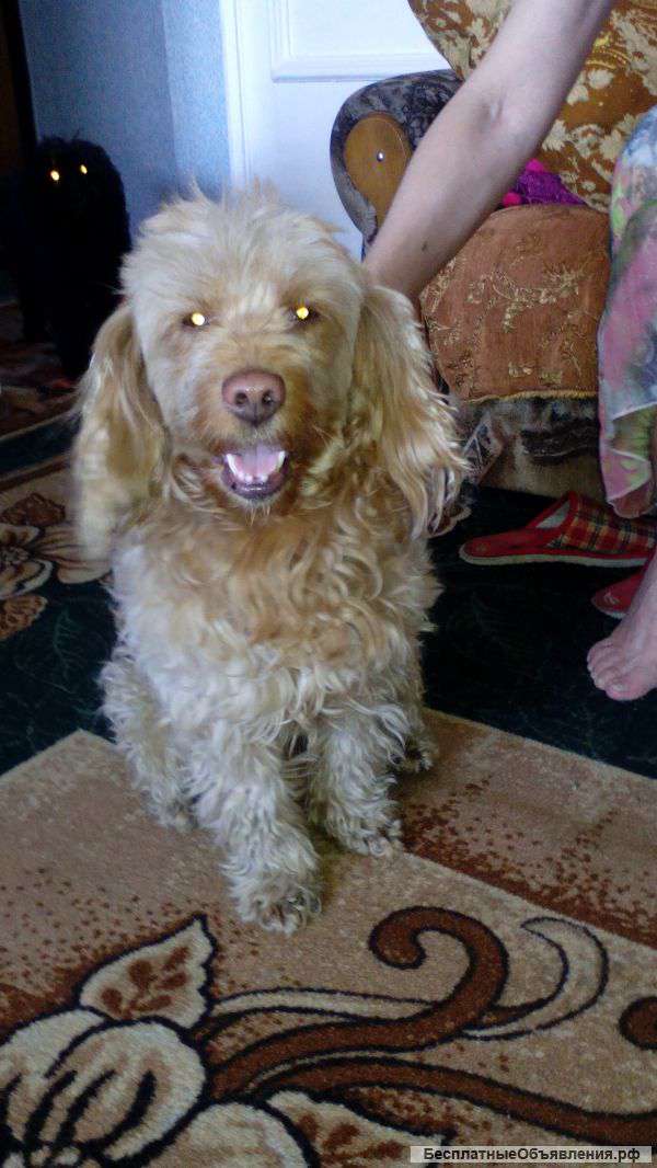 Найдена собака