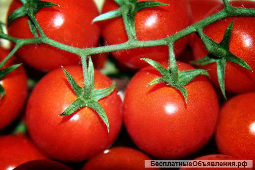 Томаты , Помидоры
