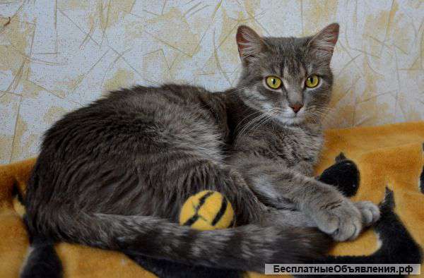 Нежная и ласковая девочка ищет любящего хозяина