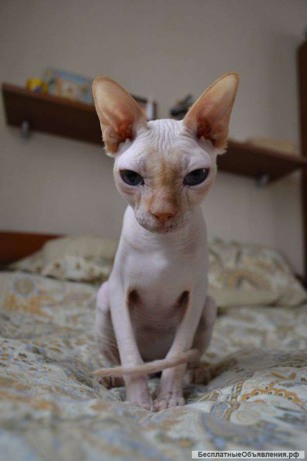 Голубоглазый мальчик Канадского Сфинкса ищет дом