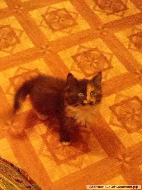 Отдам в хорошие руки