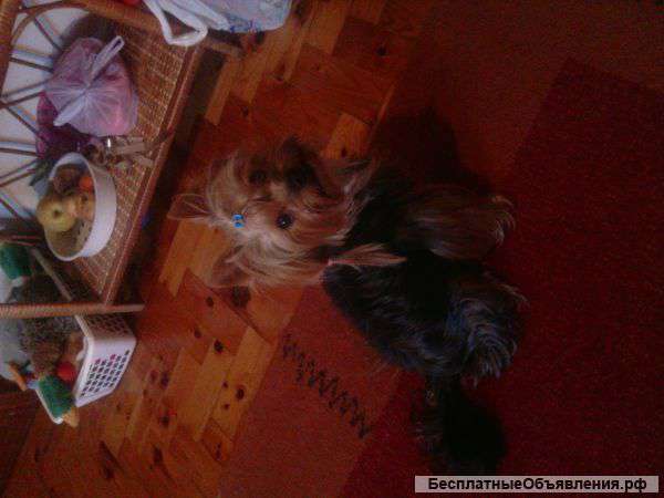 Йоркширский терьер