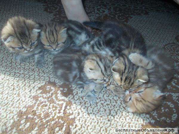 Британские котята.Продаю.