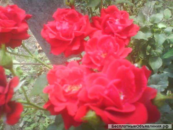 Розы оптом