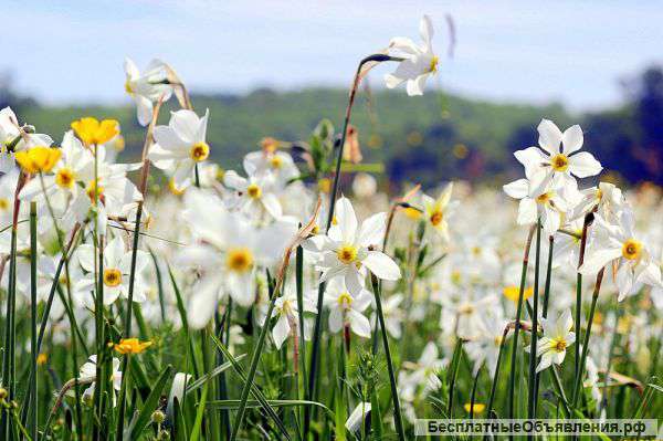 Цветы из Крыма