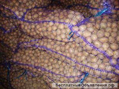 Картофель оптом от 20 тонн