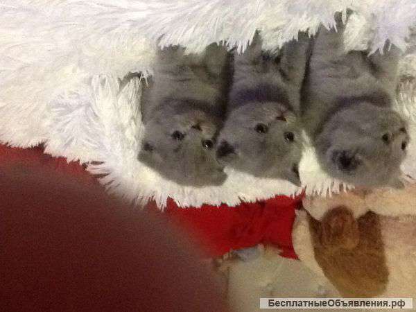 Котята Британские плюшевые