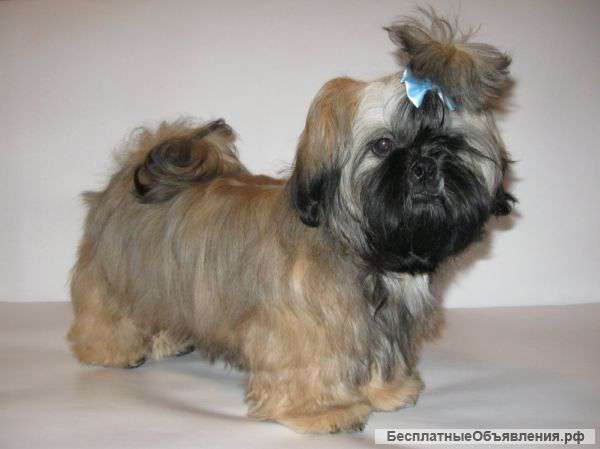 Щенков породы Ши-тцу
