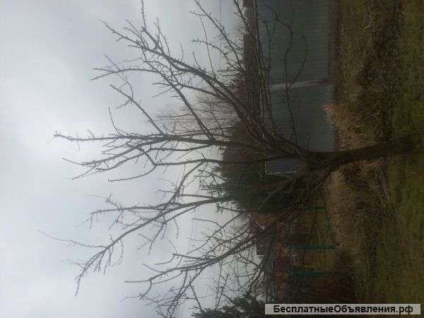 Обрезка и стрижка деревьев