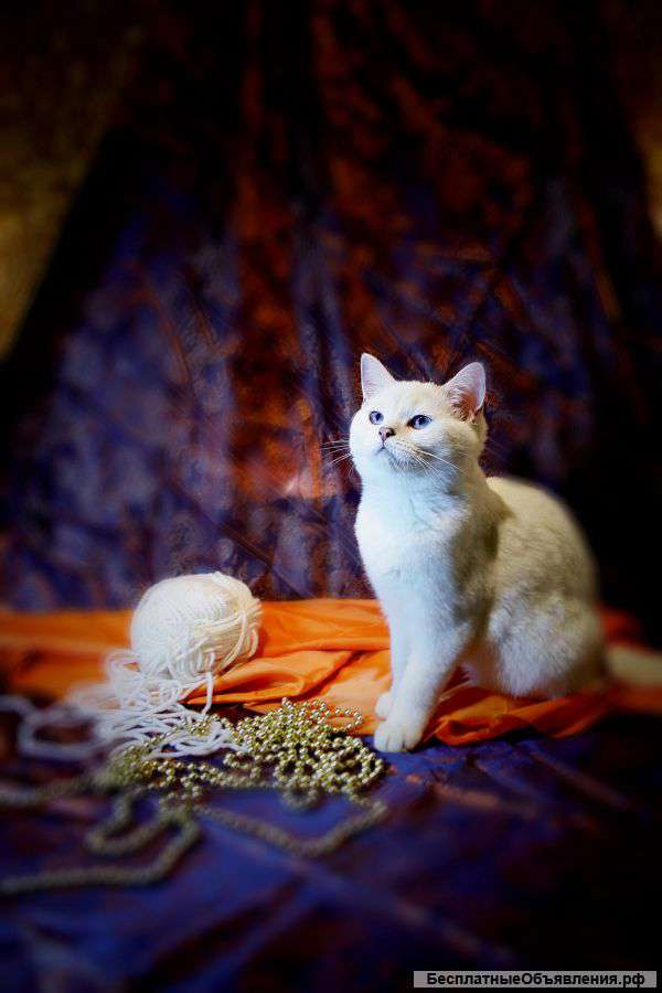 Британская шиншилла, колор пойнт