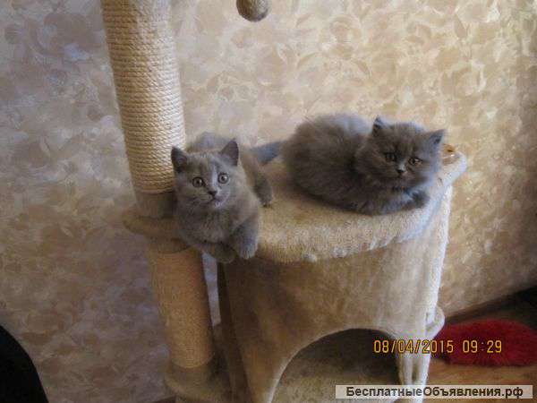 Британские котята