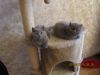 Британские котята