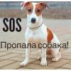 Пропал щенок Джек рассел