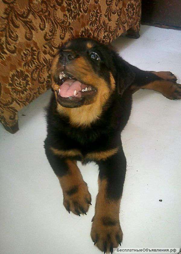 Щенки ротвейлера