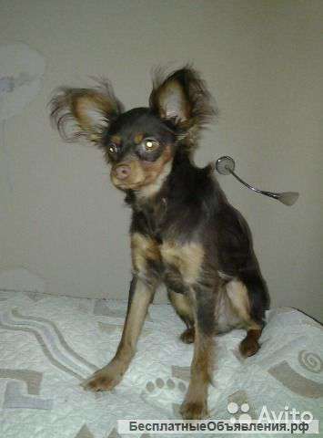 Д-ш той шоколадный