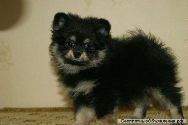 Девочка малого шпица