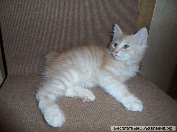 Котята породы Курильский бобтейл