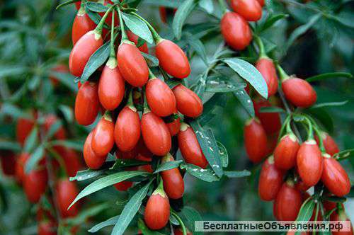 Ягоды годжи