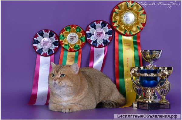 Золотистые британские котята