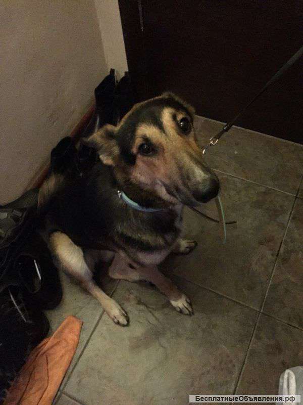 Отдам щенка немецкой овчарки в хорошие руки