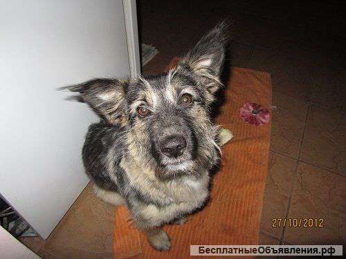 Милита очень ищет дом