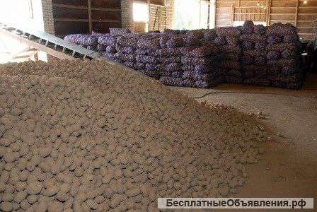 Картофель оптом 13р/кг от производителя