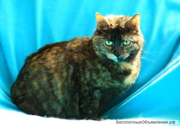 Уютная теплая плюшевая кошечка Тея в добрые руки