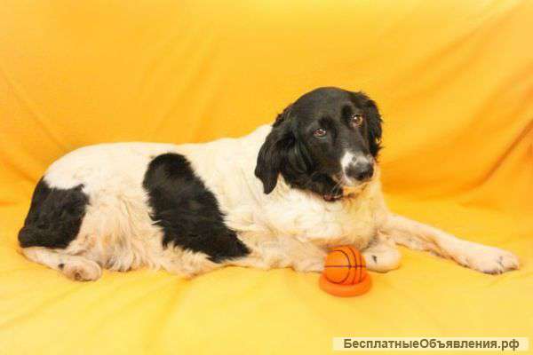 Небольшая собачка Потти в добрые руки