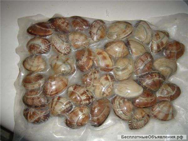 Вонголе от 700,трубач от 650,осьминог от 500 рублей за кг