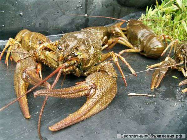 Отборные раки оптом