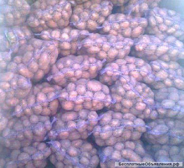 Картофель Ред скарлет оптом