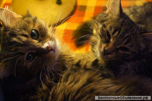 Кошка Марина и ее дочка Марта ждут добрых, любящих хозяев