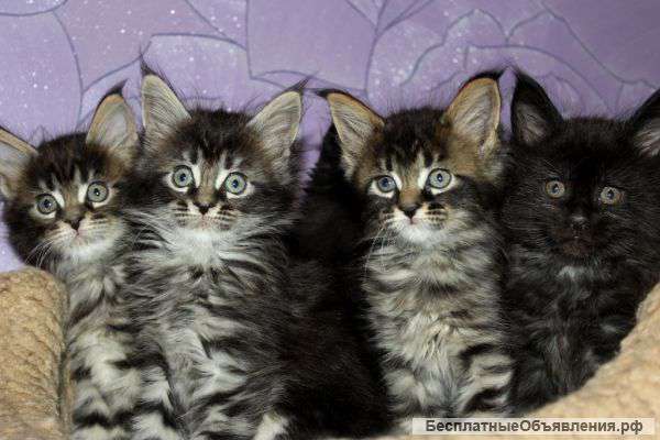 Красивые котята мейн-куна