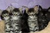 Красивые котята мейн-куна