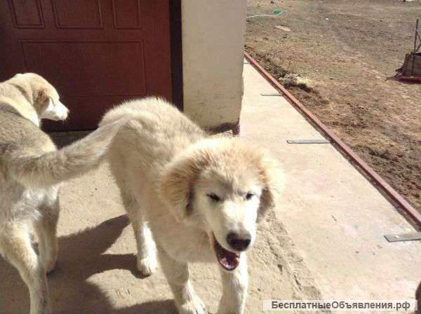 Отдам в хорошие руки