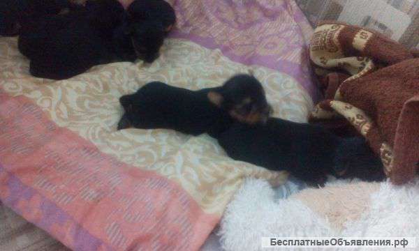 Щенки Йоркширского терьера