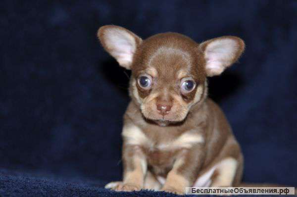 Чихуахуа,шоколадный батончик