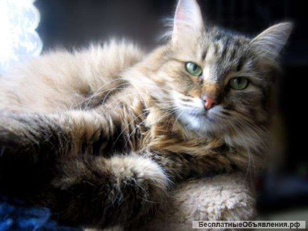 Лапушка - сибирская кошечка ищет дом